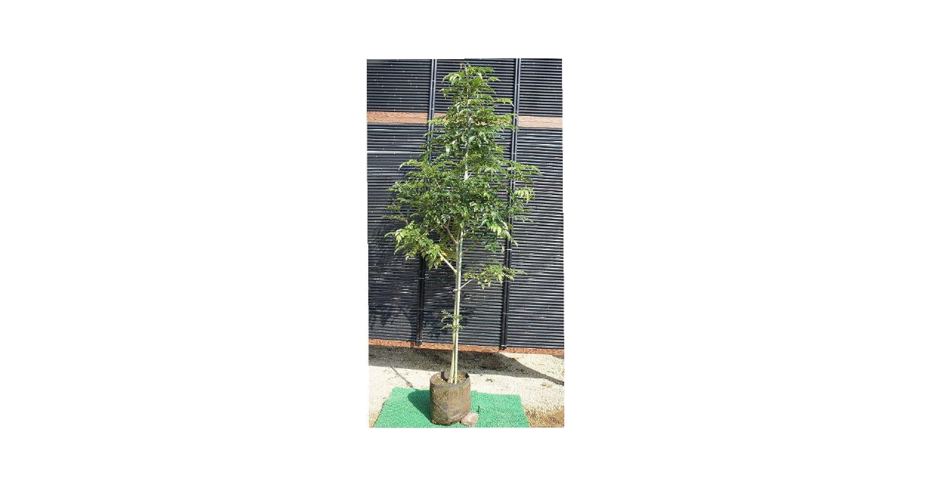 Amazon.co.jp: S3-シマトネリコ 単木 樹高1.5m : DIY・工具